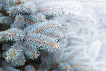 Naklejka na ściany i meble Blue spruce branches with frost and snow. Close-up