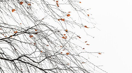 Birch tree branches with yellow leaves over white sky