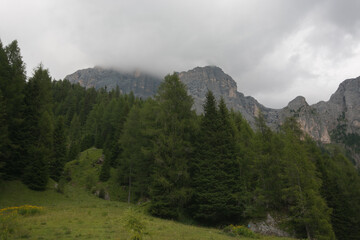 Green forest in Val Venegia during cloudy day of summer