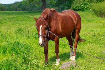 Naklejka na ściany i meble Young horse in the meadow