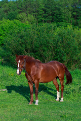 Naklejka na ściany i meble Young horse in the meadow