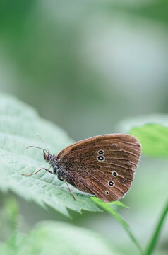 Ringlet Butterfly. Norfolk, UK.