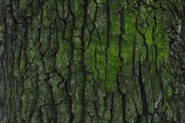 tree bark with green moss and lichen - obrazy, fototapety, plakaty