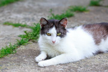 Cat lying on the street