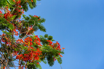 Delonix regia flower (Royal Poinciana, Flamboyant Tree, Flame Tree, Peacock Flower, Gulmohar) in bloom during summer in park of Delhi.