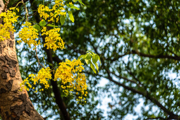 Selective focus fresh yellow flowers of Cassia fistula also known as golden shower tree at Deer Park in Hauz Khas complex at Delhi, India.