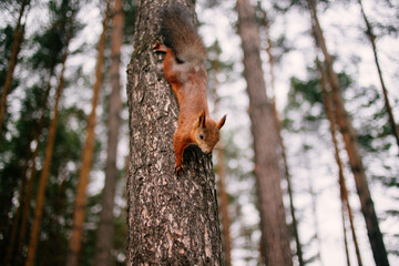 Cute curious squirrel climbing down the pine tree trunk. Сlose-up shot.