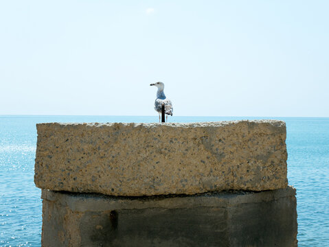Seagull resting on concrete tetrapod