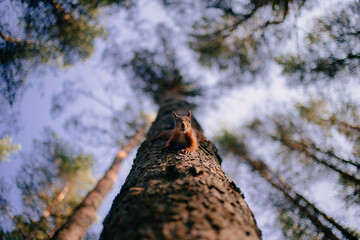 Cute curious squirrel climbing down the pine tree trunk and looking at the camera as if smiling slightly.