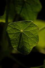 plant's details