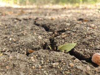 plant in the black soil