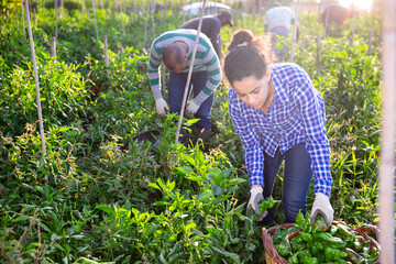 Female farmer collect harvest bell peppers on the farm plantation