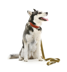 Cute Husky dog with leash on white background
