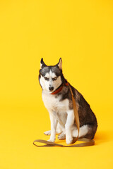 Cute Husky dog with leash on color background