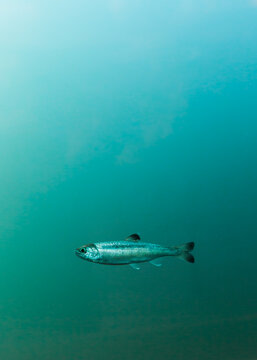 juvenile salmon in fish ladder