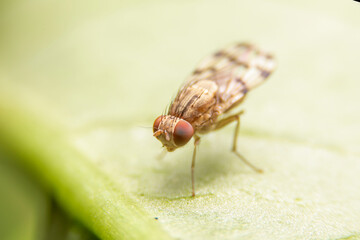 The Flies with red eyes and green body are on the leaves in the morning. Close up of the small green flies stick on the green leaf.