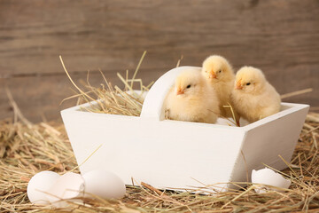 Cute little chicks in basket on the farm