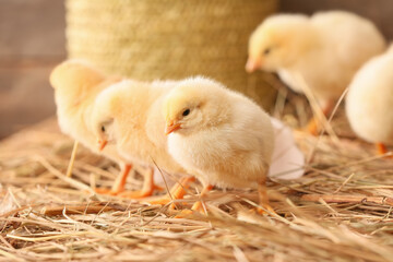 Cute little chicks on the farm