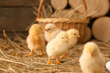 Cute little chicks on the farm