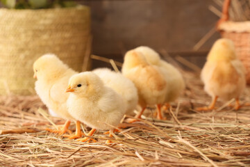 Cute little chicks on the farm © Pixel-Shot