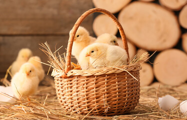 Cute little chicks in basket on the farm
