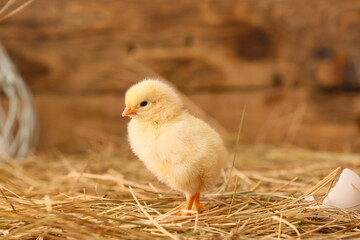 Cute little chick on the farm