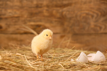 Cute little chick on the farm