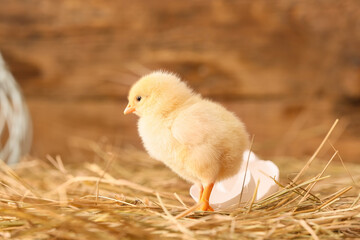 Cute little chick on the farm