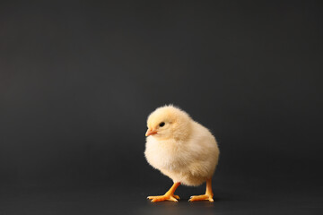 Cute little chick on dark background