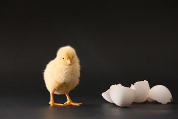 Cute hatched chick on dark background