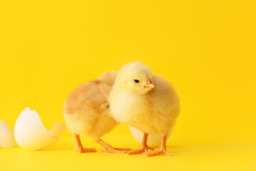 Cute hatched chicks on color background