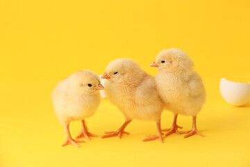 Cute hatched chicks on color background