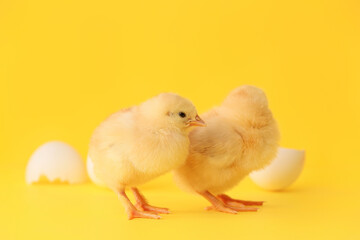 Cute hatched chicks on color background