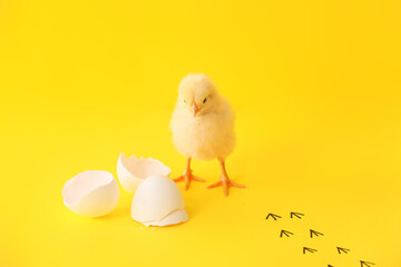 Cute hatched chick on color background © Pixel-Shot