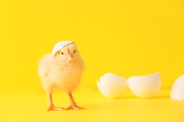 Cute hatched chick on color background