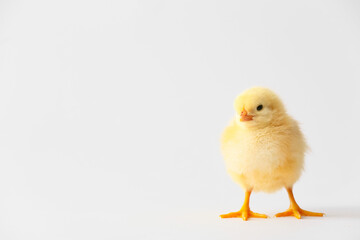 Cute funny chick on light background