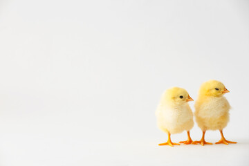 Cute hatched chicks on light background