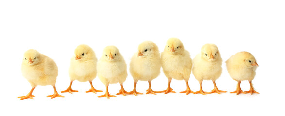 Cute hatched chicks on light background