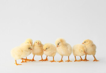 Cute hatched chicks on light background