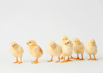 Cute hatched chicks on light background