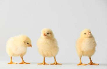 Fototapeta premium Cute hatched chicks on light background