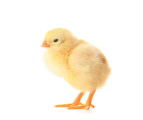 Cute funny chick on white background