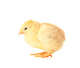 Cute funny chick on white background