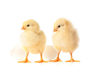 Obraz premium Cute hatched chicks on white background