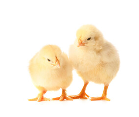 Obraz premium Cute funny chicks on white background