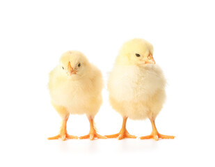 Cute funny chicks on white background