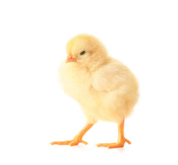 Cute funny chick on white background