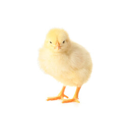 Cute funny chick on white background