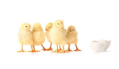 Cute hatched chicks on white background