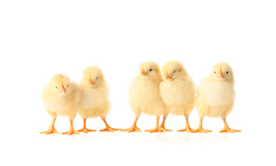 Cute funny chicks on white background